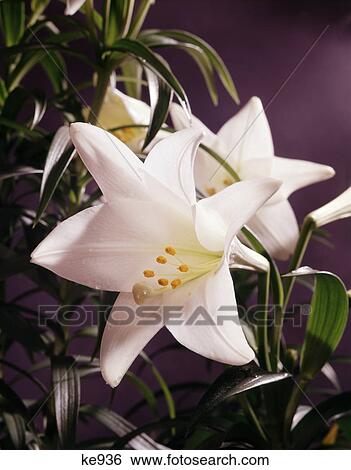 Stock Photograph - close up of white easter lilies. Fotosearch