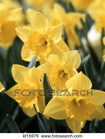 close up of yellow daffodils View Large Photo Image Stock Photo - close up of yellow daffodils. Fotosearch