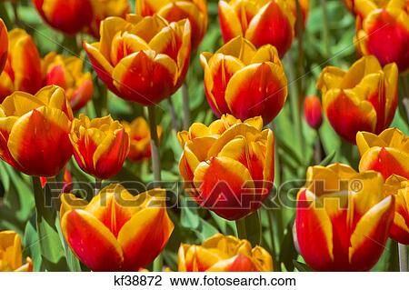 Stock Image - close-up of yellow tipped red tulips. Fotosearch