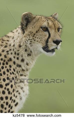 close-up portrait cheetah masai mara national reserve kenya africa View Large Photo Image Stock Photo - close-up portrait cheetah masai mara national reserve kenya africa. Fotosearch