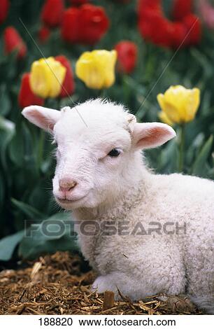 close-up six week old lamb lying in front of yellow and red tulips View Large Photo Image Stock Image - close-up six week old lamb lying in front of yellow and red tulips. Fotosearch