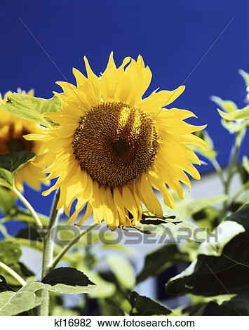 close-up sunflower against cloudless blue sky View Large Photo Image Stock Image - close-up sunflower against cloudless blue sky. Fotosearch