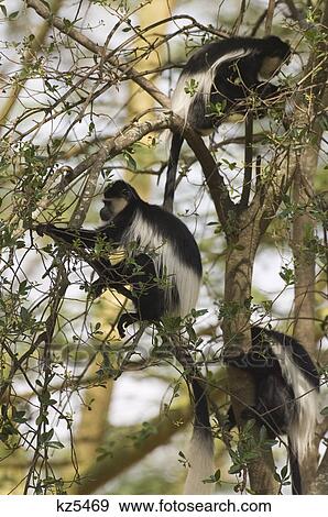Stock Photo - colobus monkeys in tree lake nakuru national park kenya africa. Fotosearch