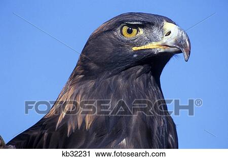 colorado csu raptor center golden eagle View Large Photo Image Stock Image - colorado csu raptor center golden eagle. Fotosearch