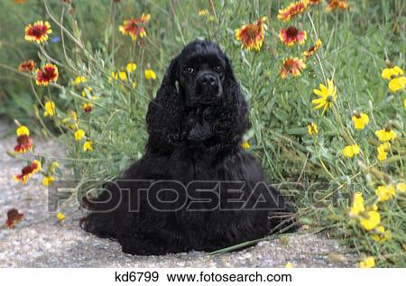 Stock Photo - colorado springs cocker spaniel flowers. Fotosearch