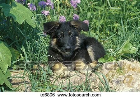 colorado springs german shepard puppy rocks View Large Photo Image Stock Photograph - colorado springs german shepard puppy rocks. Fotosearch
