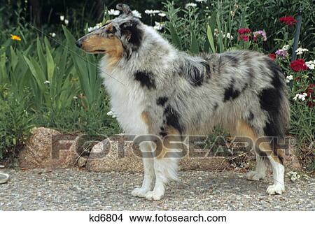 colorado springs rough collie standing flowers View Large Photo Image Picture - colorado springs rough collie standing flowers. Fotosearch
