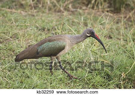 colorful african bird kenya View Large Photo Image Stock Photo - colorful african bird kenya. Fotosearch