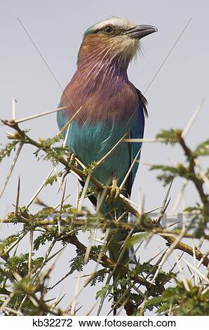 Stock Image - colorful lilac breasted roller bird on thorny branch lewa downs kenya africa. Fotosearch