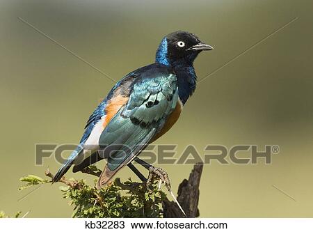 colorful superb starling tarangire national park tanzania africa View Large Photo Image Stock Image - colorful superb starling tarangire national park tanzania africa. Fotosearch