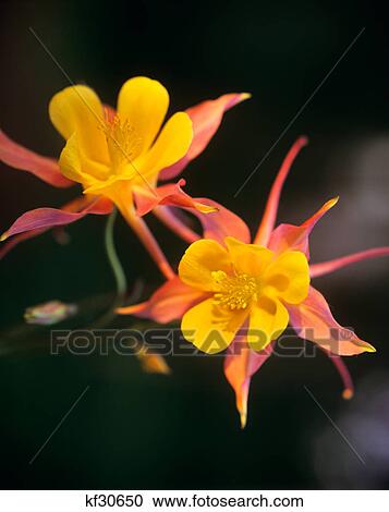 columbine View Large Photo Image Stock Image - columbine. Fotosearch