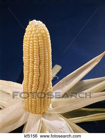 corn ear husk yellow View Large Photo Image Stock Photograph - corn ear husk yellow. Fotosearch