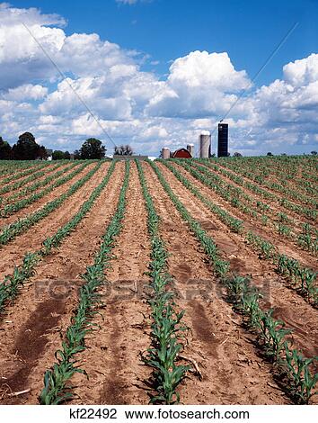 cornfield wisconsin View Large Photo Image Stock Image - cornfield wisconsin. Fotosearch