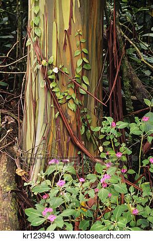 costa rica eucalyptus tree in rainforest View Large Photo Image Stock Image - costa rica eucalyptus tree in rainforest. Fotosearch