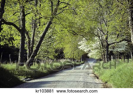 country road with blossoming trees in springtime View Large Photo Image Stock Image - country road with blossoming trees in springtime. Fotosearch