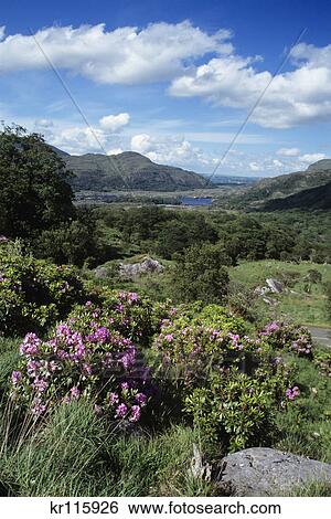 county kerry, ireland View Large Photo Image Stock Photograph - county kerry, ireland. Fotosearch