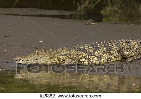 Stock Image - crocodile by edge of water serengeti national park tanzania africa. Fotosearch