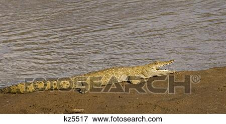 Stock Photo - crocodile on land with mouth open to cool itself samburu national reserve kenya africa. Fotosearch