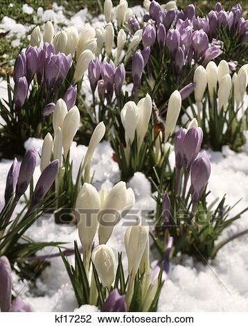 Stock Image - crocuses bursting through early spring snow. Fotosearch