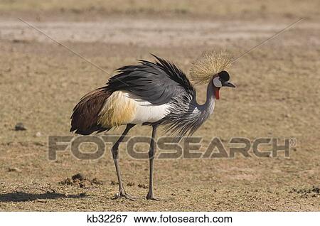 crowned crane amboseli national park kenya africa View Large Photo Image Stock Photo - crowned crane amboseli national park kenya africa. Fotosearch