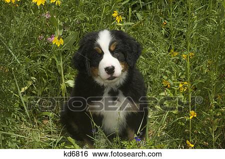 Stock Photograph - cute bernese mountain puppy in grass and wild flowers. Fotosearch