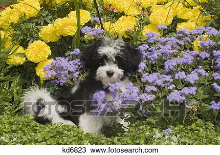cute havanese puppy outdoor in yellow and purple flowers View Large Photo Image Stock Image - cute havanese puppy outdoor in yellow and purple flowers. Fotosearch