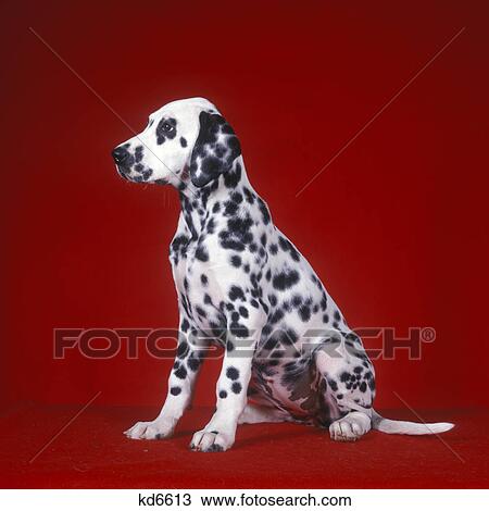 Stock Image - dalmatian puppy sitting red background. Fotosearch