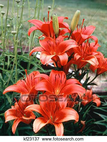 daylilies View Large Photo Image Stock Photo - daylilies. Fotosearch