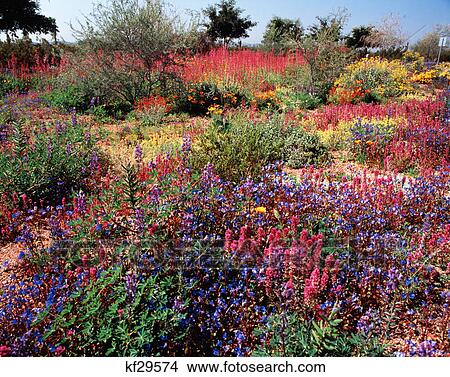 desert wildflowers arizona View Large Photo Image Picture - desert wildflowers arizona. Fotosearch