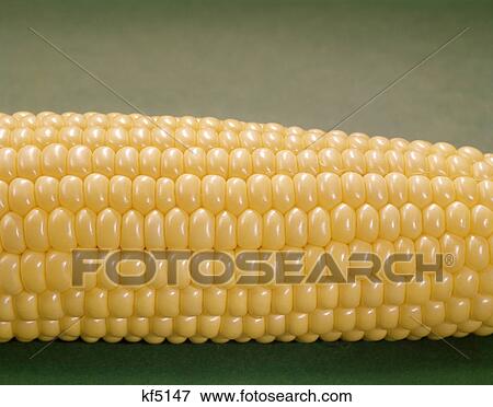 Stock Photo - detail of an ear of yellow corn on green background. Fotosearch