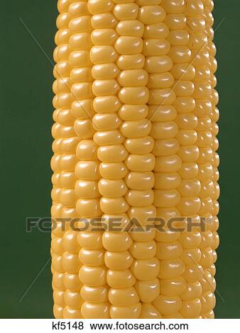detail of an ear of yellow corn on green background View Large Photo Image Stock Photo - detail of an ear of yellow corn on green background. Fotosearch