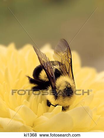 detail of bee on a yellow flower View Large Photo Image Stock Photo - detail of bee on a yellow flower. Fotosearch