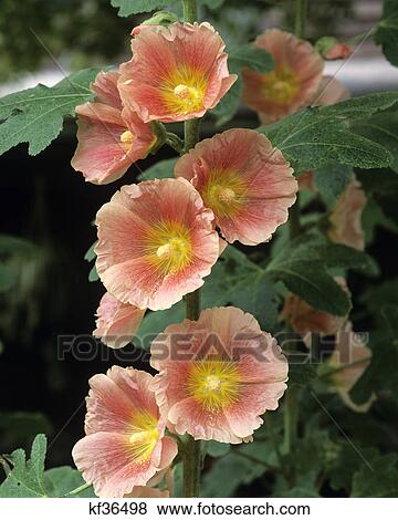 Stock Photo - detail of bloom hollyhock mallow family old fashioned pink althaea malvaceae. Fotosearch