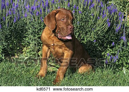 dogue de bordeaux puppy sitting in grass View Large Photo Image Stock Image - dogue de bordeaux puppy sitting in grass. Fotosearch