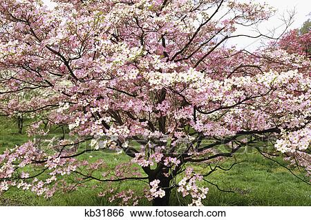 dogwood tree in bloom washington, dc View Large Photo Image Stock Photograph - dogwood tree in bloom washington, dc. Fotosearch