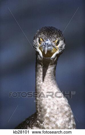 double-crested cormorant phalacrocorax auritus north america View Large Photo Image Stock Image - double-crested cormorant phalacrocorax auritus north america. Fotosearch