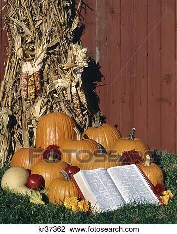 Stock Image - dried corn shock stacked against red barn with harvest pumpkins and an open bible. Fotosearch