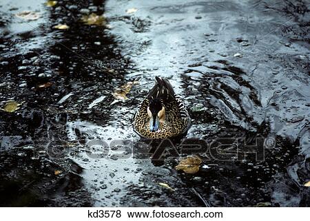 duck swimming in water stream View Large Photo Image Stock Photo - duck swimming in water stream. Fotosearch