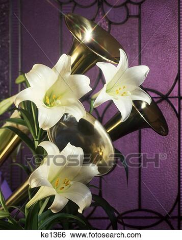 easter lilies and brass horns by purple leaded glass window View Large Photo Image Stock Photograph - easter lilies and brass horns by purple leaded glass window. Fotosearch