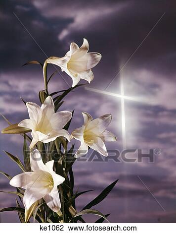 easter lilies with silver cross in sky View Large Photo Image Stock Image - easter lilies with silver cross in sky. Fotosearch