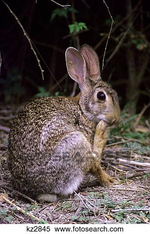eastern cottontail rabbit sylvilagus floridanus View Large Photo Image Stock Photography - eastern cottontail rabbit sylvilagus floridanus. Fotosearch