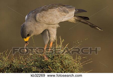 eastern pale chanting goshawk feeding young samburu national reserve kenya africa View Large Photo Image Stock Photo - eastern pale chanting goshawk feeding young samburu national reserve kenya africa. Fotosearch