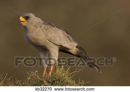 Stock Image - eastern pale chanting goshawk samburu national reserve kenya africa. Fotosearch