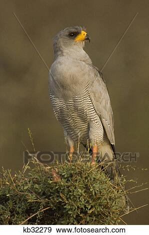 eastern pale chanting goshawk samburu national reserve kenya africa View Large Photo Image Stock Photo - eastern pale chanting goshawk samburu national reserve kenya africa. Fotosearch