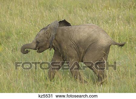 elephant baby calf walking in grass loxodonta africana masai mara national reserve kenya africa View Large Photo Image Stock Image - elephant baby calf walking in grass loxodonta africana masai mara national reserve kenya africa. Fotosearch