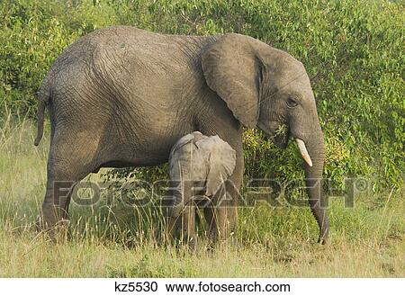 elephant baby calf with mother cow loxodonta africana masai mara national reserve kenya africa View Large Photo Image Stock Image - elephant baby calf with mother cow loxodonta africana masai mara national reserve kenya africa. Fotosearch