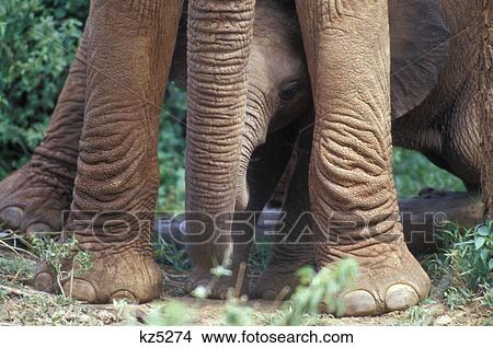 Picture - elephant baby peering out from between mom's legs kenya, africa. Fotosearch