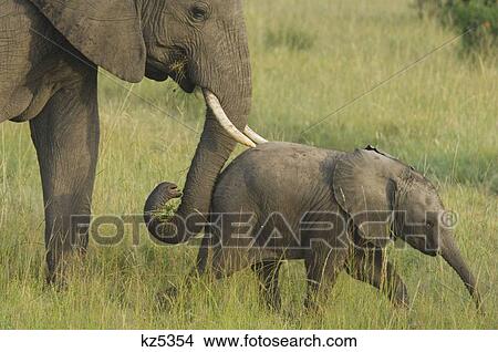 Picture - elephant baby with mother in tall grass masai mara national reserve kenya africa loxodonta africana. Fotosearch