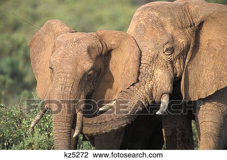 Stock Image - elephant bull alongside cow, with trunk touching her kenya, africa. Fotosearch
