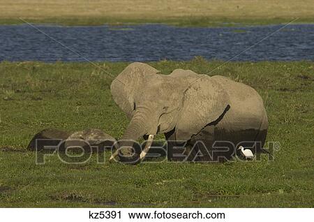 elephant cow and young wading in marshy grass with white bird ngorongoro crater tanzania africa View Large Photo Image Stock Image - elephant cow and young wading in marshy grass with white bird ngorongoro crater tanzania africa. Fotosearch